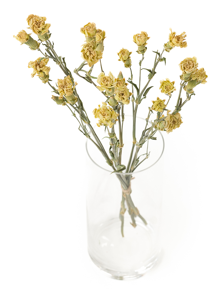 【ドライ】スプレーカーネーション ラゴスの全体写真のアップ