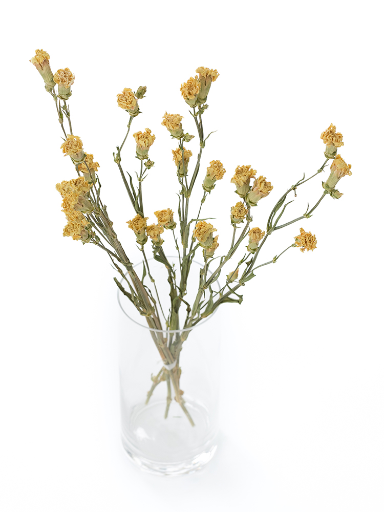 【ドライ】スプレーカーネーション　ミニオンの全体写真のアップ