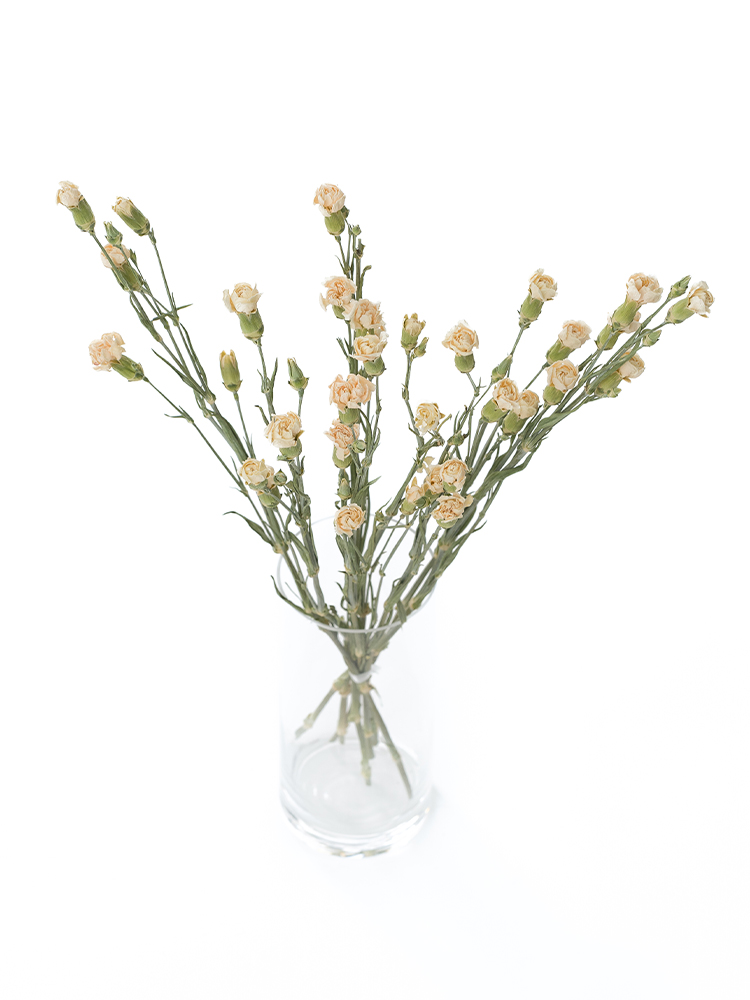 【ドライ】スプレーカーネーション　マントバの全体写真のアップ