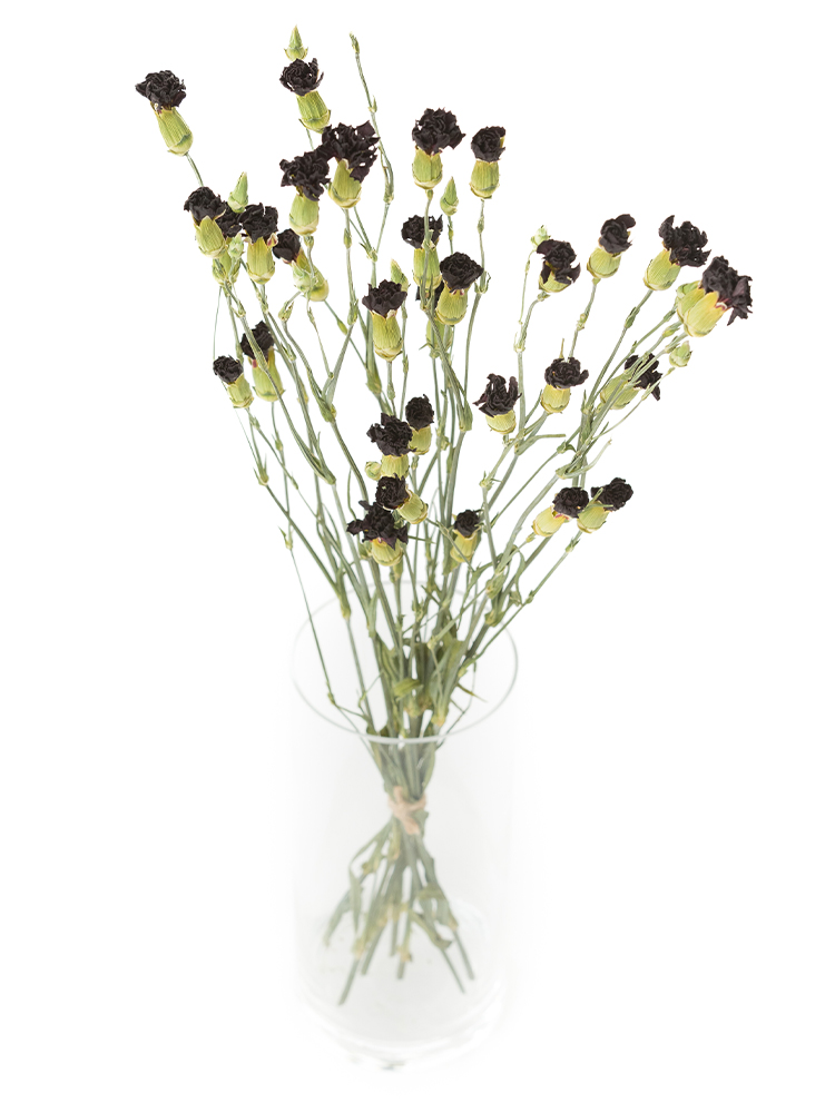 【ドライ】カーネーション・スプレー(濃ピンク)　品種おまかせの全体写真のアップ