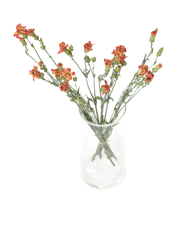 【ドライ】カーネーション・スプレー(オレンジ)　品種おまかせの全体写真のアップ