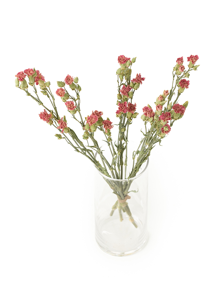 【ドライ】カーネーション・スプレー(ピンク) 品種おまかせの全体写真のアップ