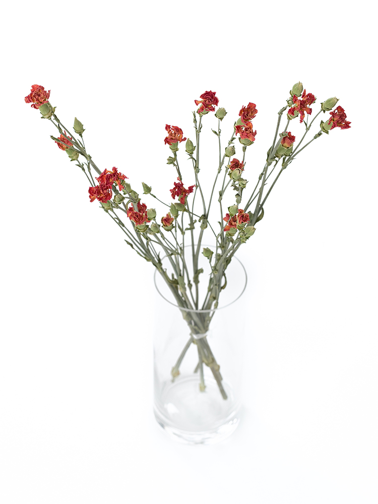 【ドライ】スプレーカーネーション オレンジカスタードの全体写真のアップ