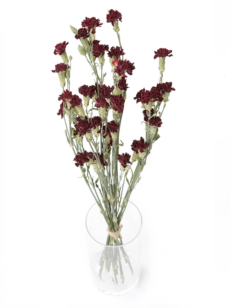 【ドライ】スプレーカーネーション ピアフの全体写真のアップ