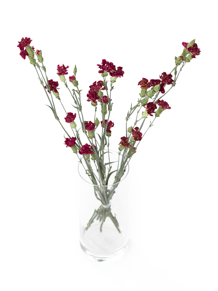 【ドライ】スプレーカーネーション　ローズカスタードの全体写真のアップ