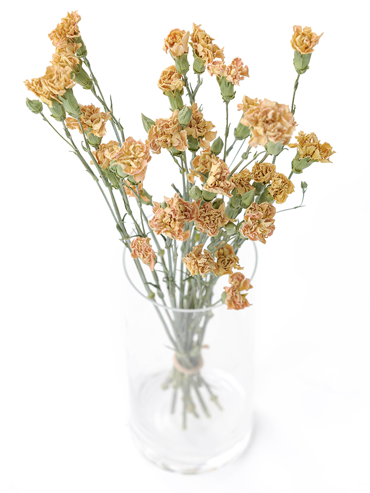 【ドライ】スプレーカーネーション　セーラームーンオレンジの全体写真のアップ