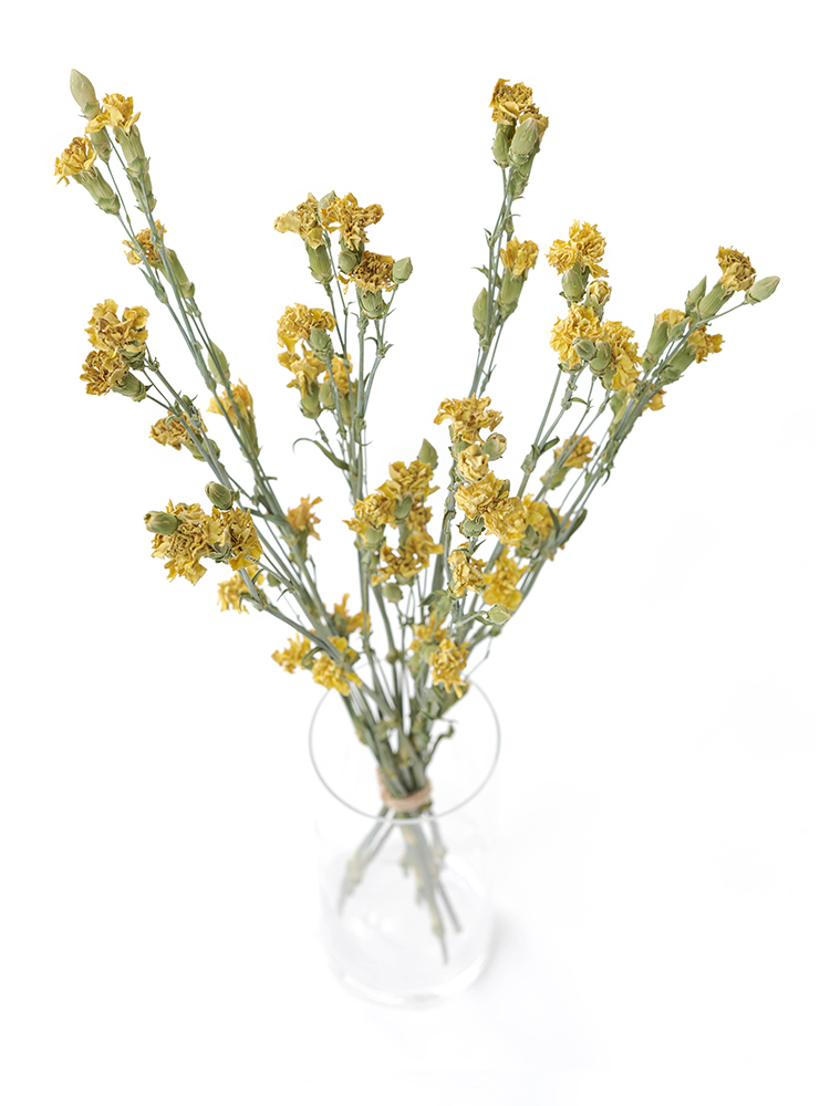 【ドライ】スプレーカーネーション イエローカスタードの全体写真のアップ
