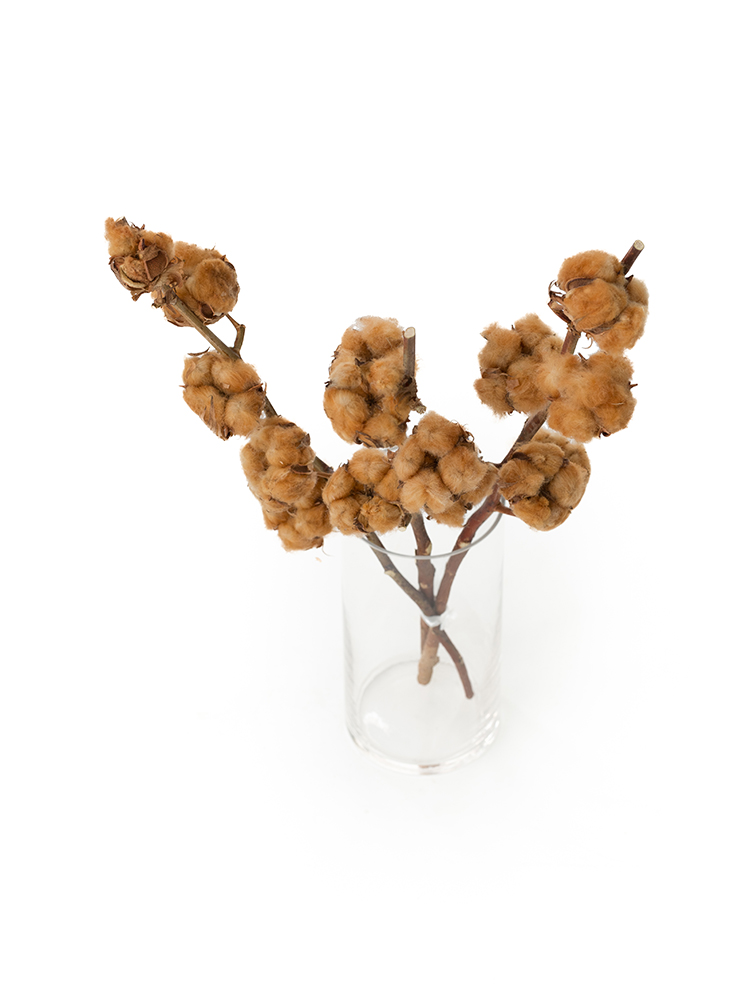 【ドライ】コットンツリー(茶)　品種おまかせの全体写真のアップ