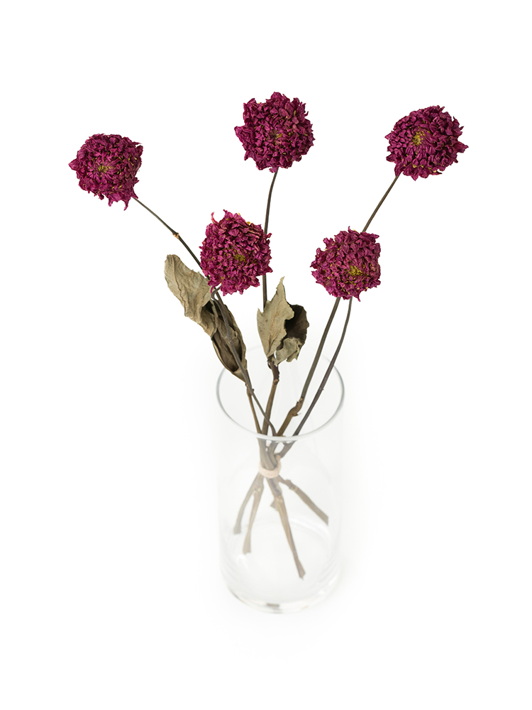 【ドライ】ダリア　朝日てまりの全体写真のアップ