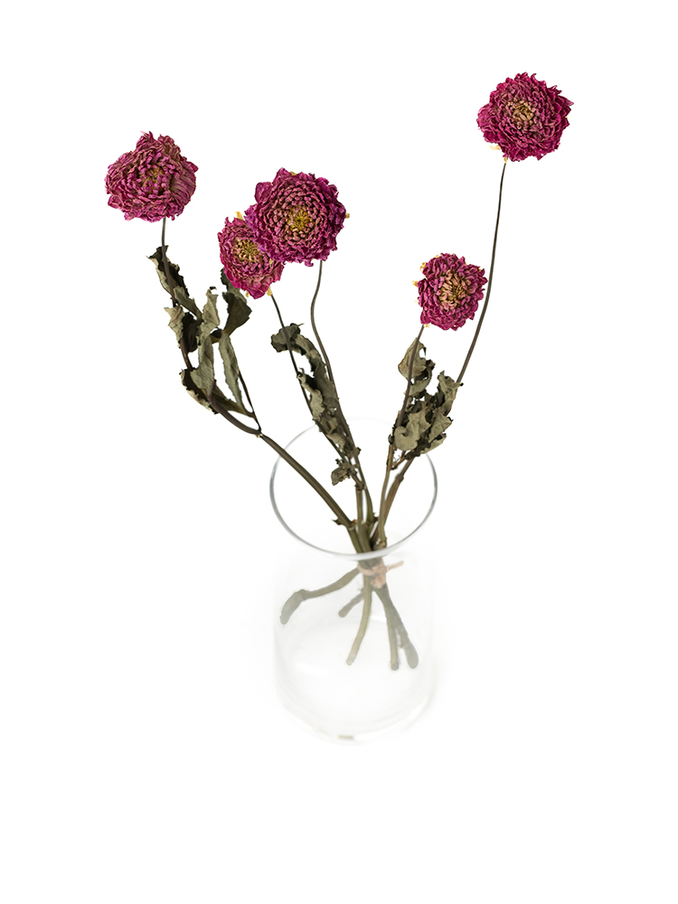 【ドライ】ダリア　ミッチャンの全体写真のアップ