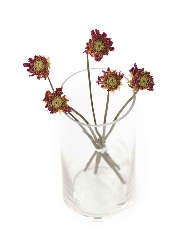 【ドライ】ダリア(ピンク)　品種おまかせの全体写真のアップ