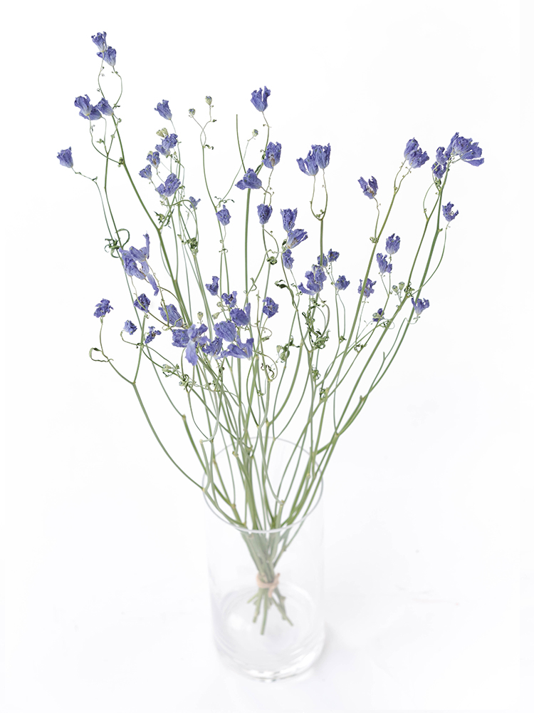 【ドライ】スプレーデルフィニウム　グランブルーの全体写真のアップ