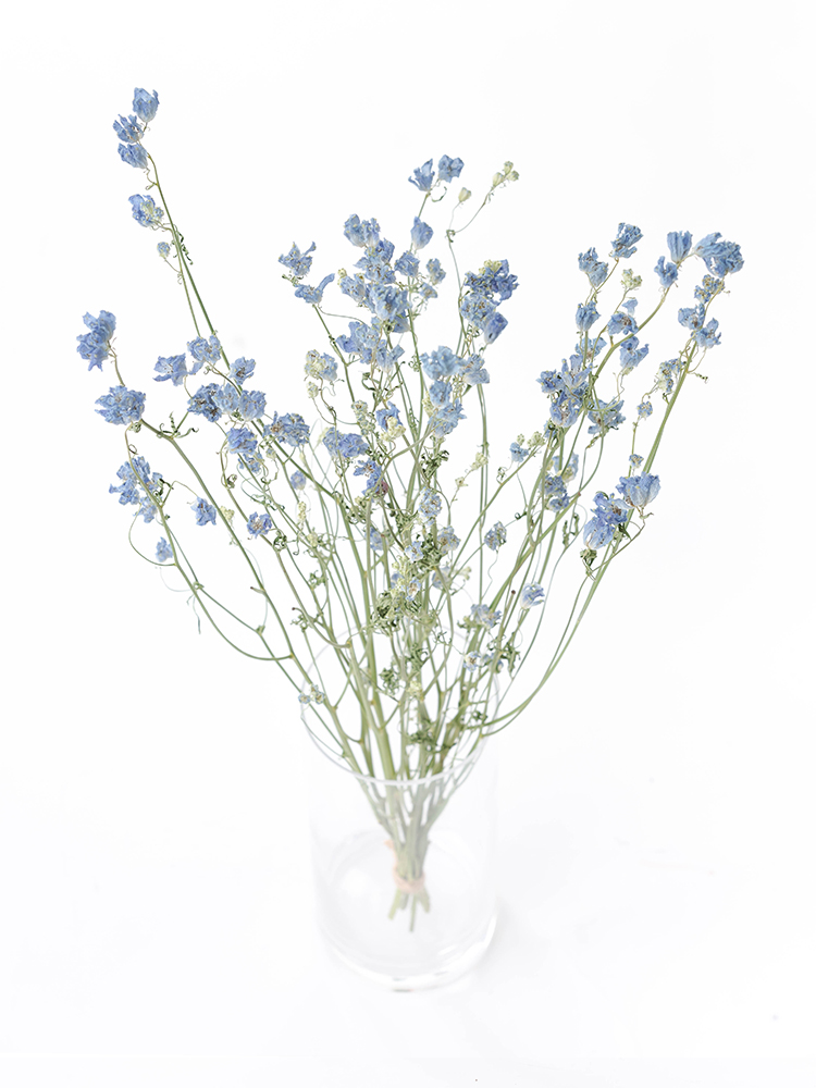 【ドライ】スプレーデルフィニウム　プラチナブルーの全体写真のアップ