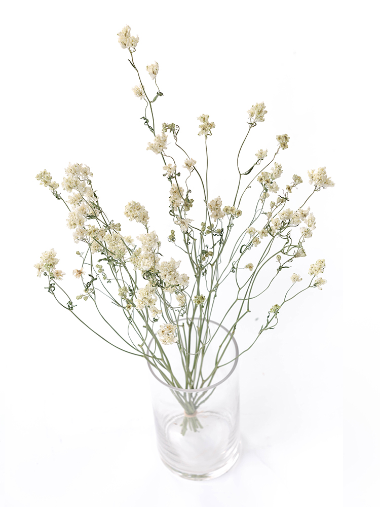 【ドライ】スプレーデルフィニウム　ピクシーホワイトの全体写真のアップ