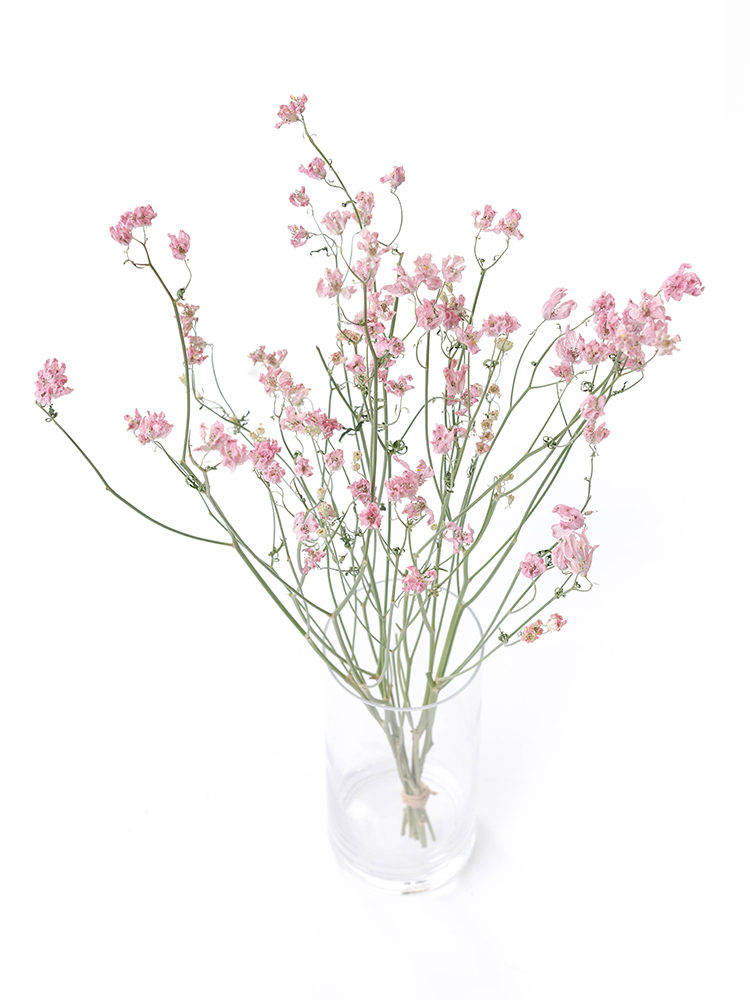 【ドライ】スプレーデルフィニウム スーパーハッピーの全体写真のアップ