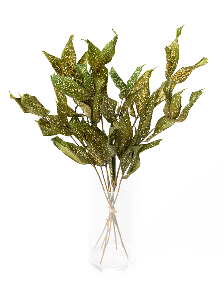 【ドライ】ドラセナ　ゴッドセフィアナの全体写真のアップ