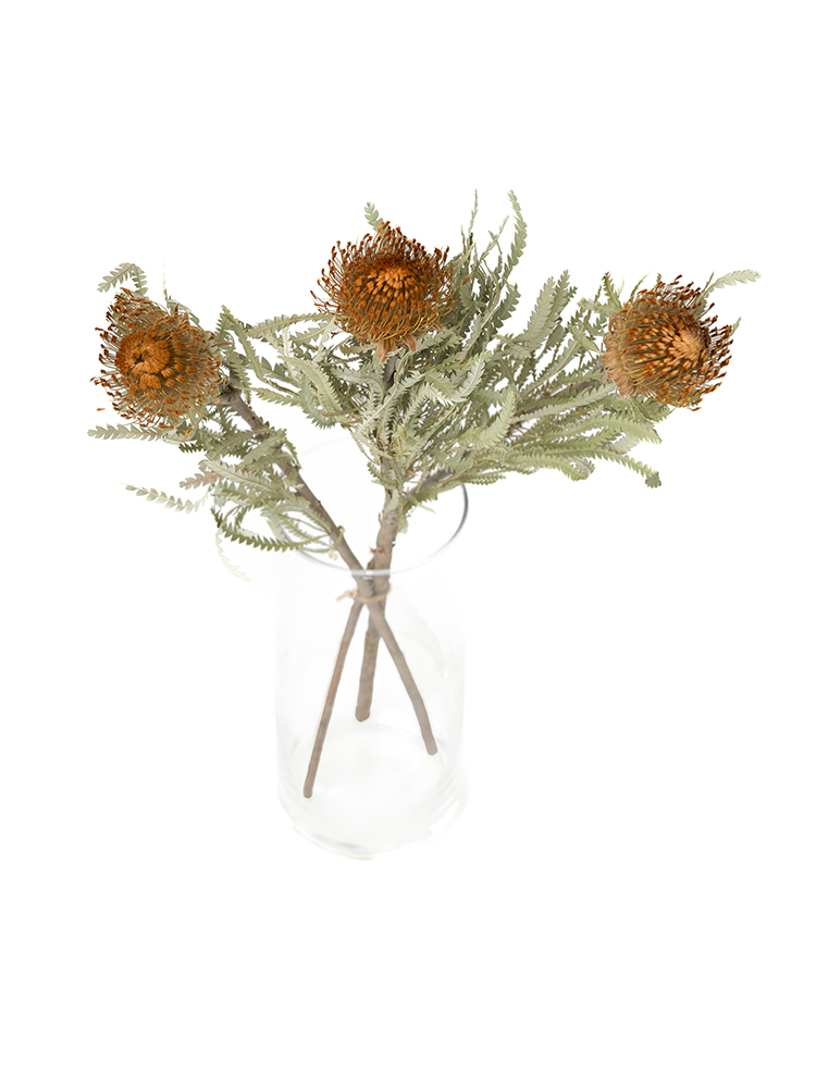 【ドライ】ドライアンドラ フォルモーサの全体写真のアップ