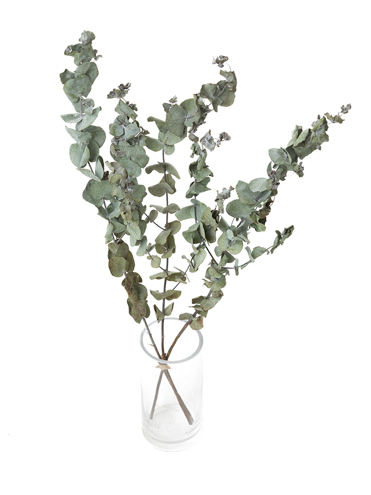 【ドライ】ユーカリ 丸葉ユーカリの全体写真のアップ