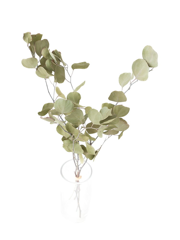 【ドライ】ユーカリ　ポポラスの全体写真のアップ