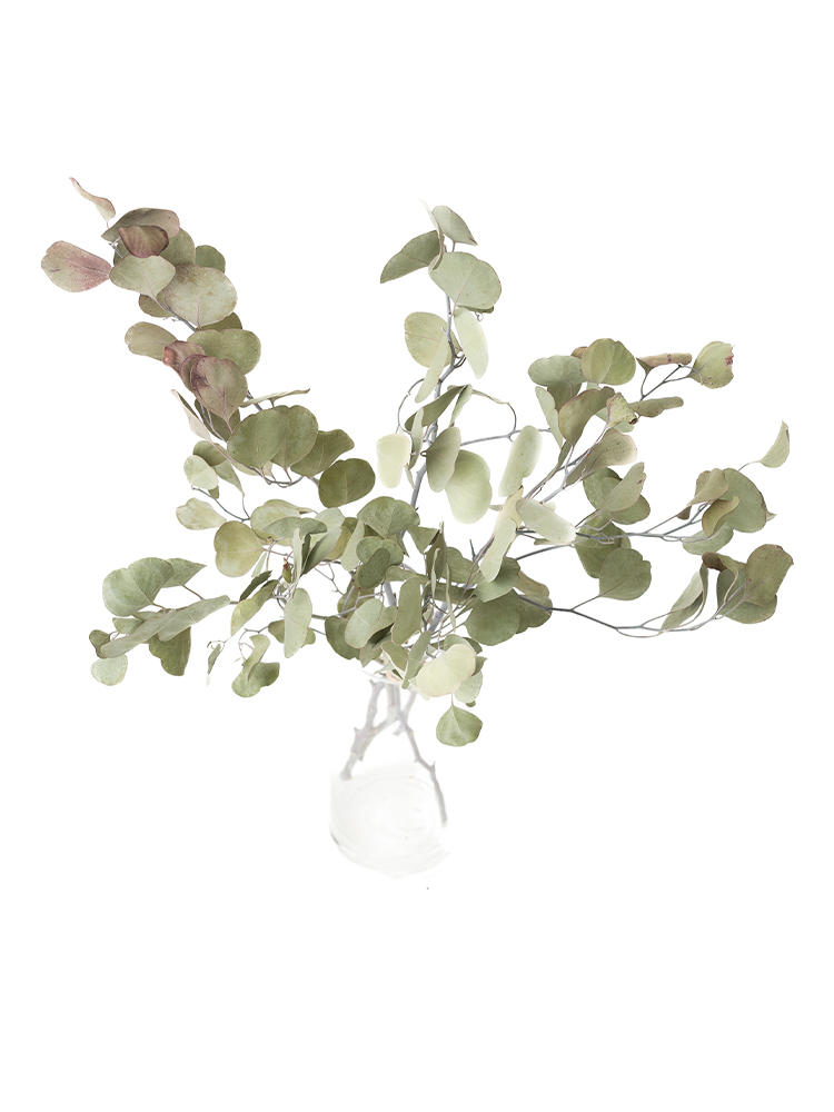 【ドライ】ユーカリ ポポラスの全体写真のアップ