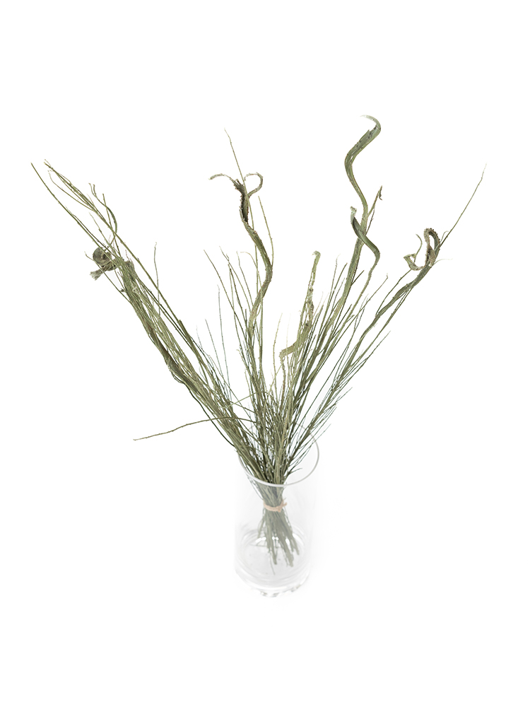 【ドライ】エニシダ　セッカエニシダの全体写真のアップ