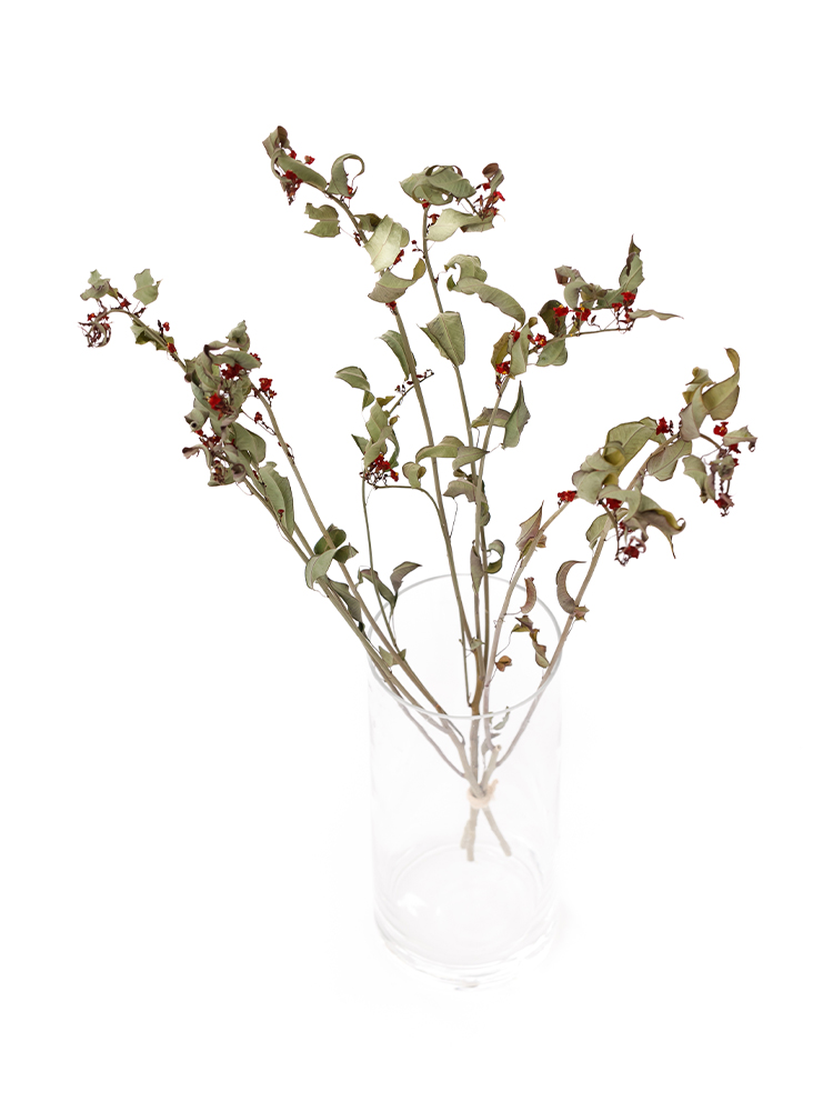 【ドライ】ユーフォルビア(フルゲンス)赤　品種おまかせの全体写真のアップ