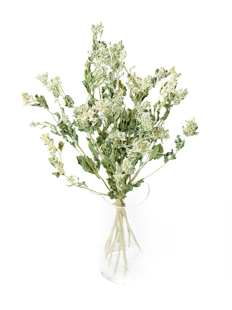 【ドライ】ユーフォルビア 初雪草の全体写真のアップ