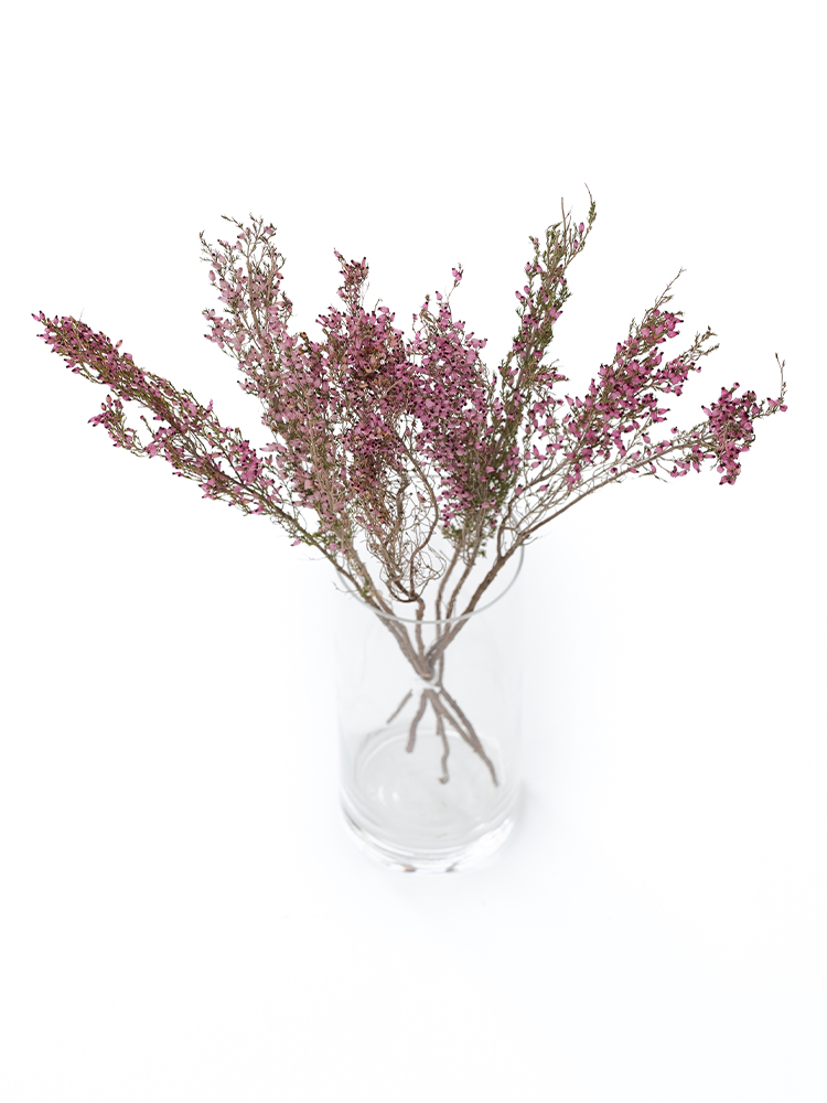 【ドライ】エリカ デリシオーサの全体写真のアップ