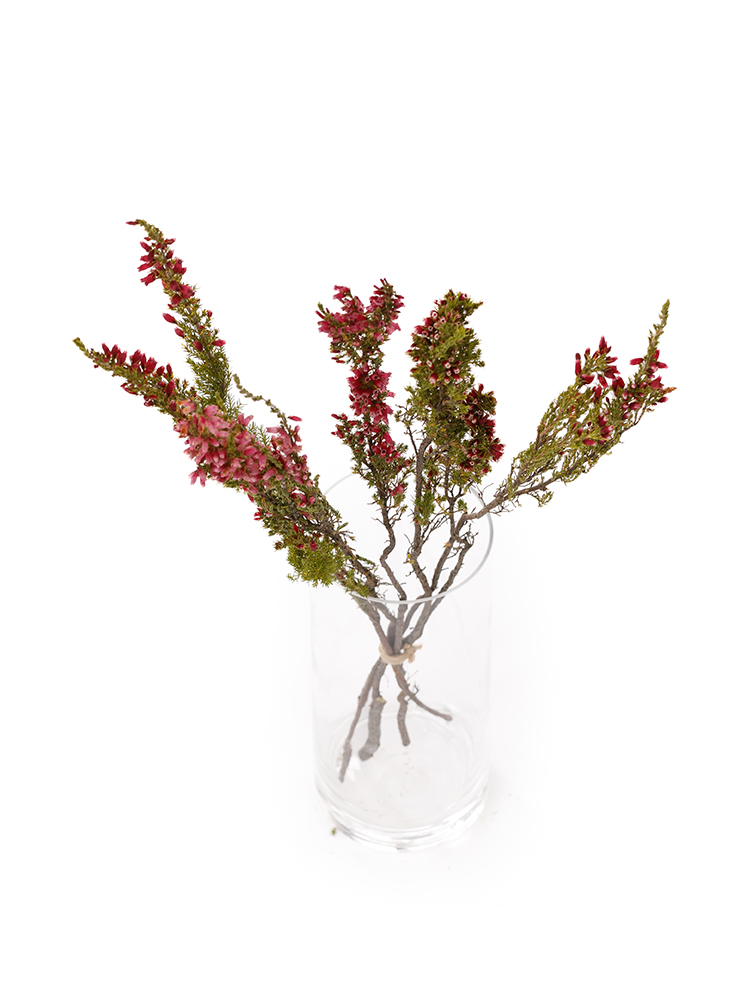 【ドライ】エリカ　エリカバカンスの全体写真のアップ