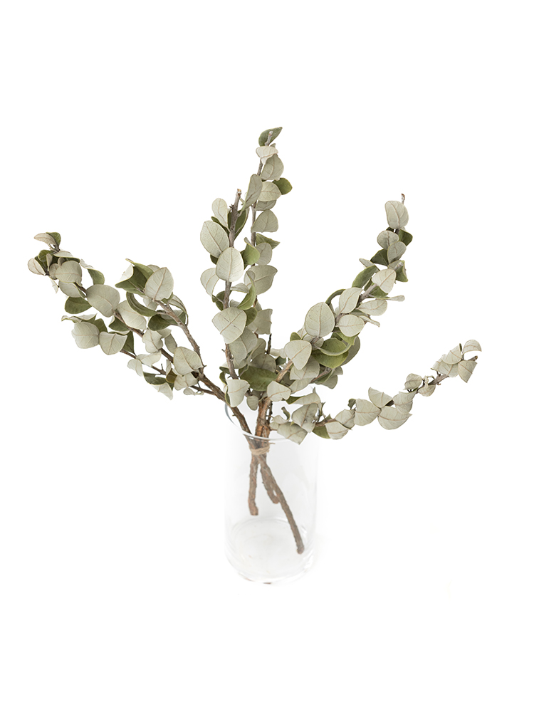 【ドライ】フェイジョア　品種おまかせ(緑)の全体写真のアップ