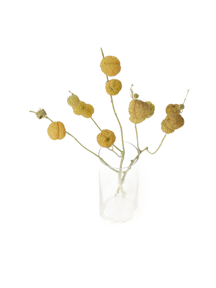 【ドライ】フウセントウワタの全体写真のアップ