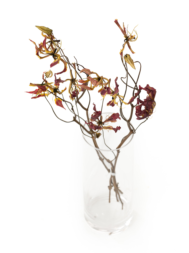 【ドライ】グロリオサ　サザンウィンドの全体写真のアップ