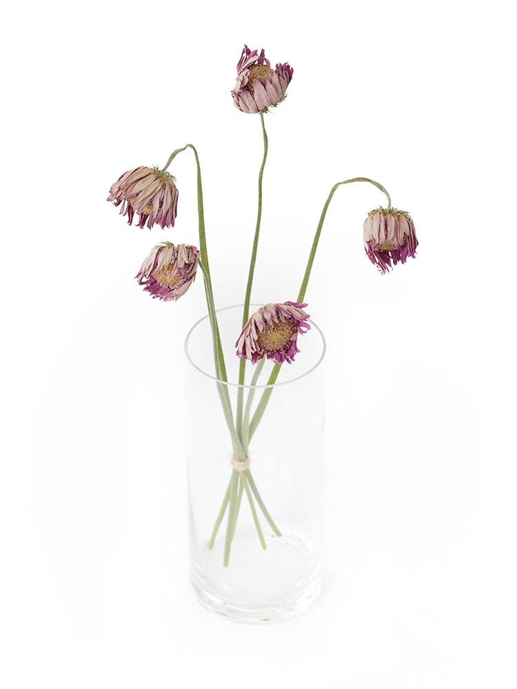 【ドライ】ガーベラ(薄ピンク)　品種おまかせの全体写真のアップ