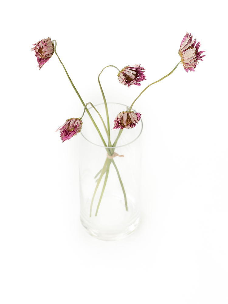 【ドライ】ガーベラ(ピンク)　品種おまかせの全体写真のアップ