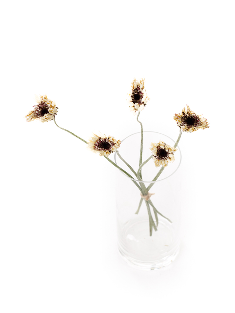 【ドライ】ガーベラ(白)　品種おまかせの全体写真のアップ