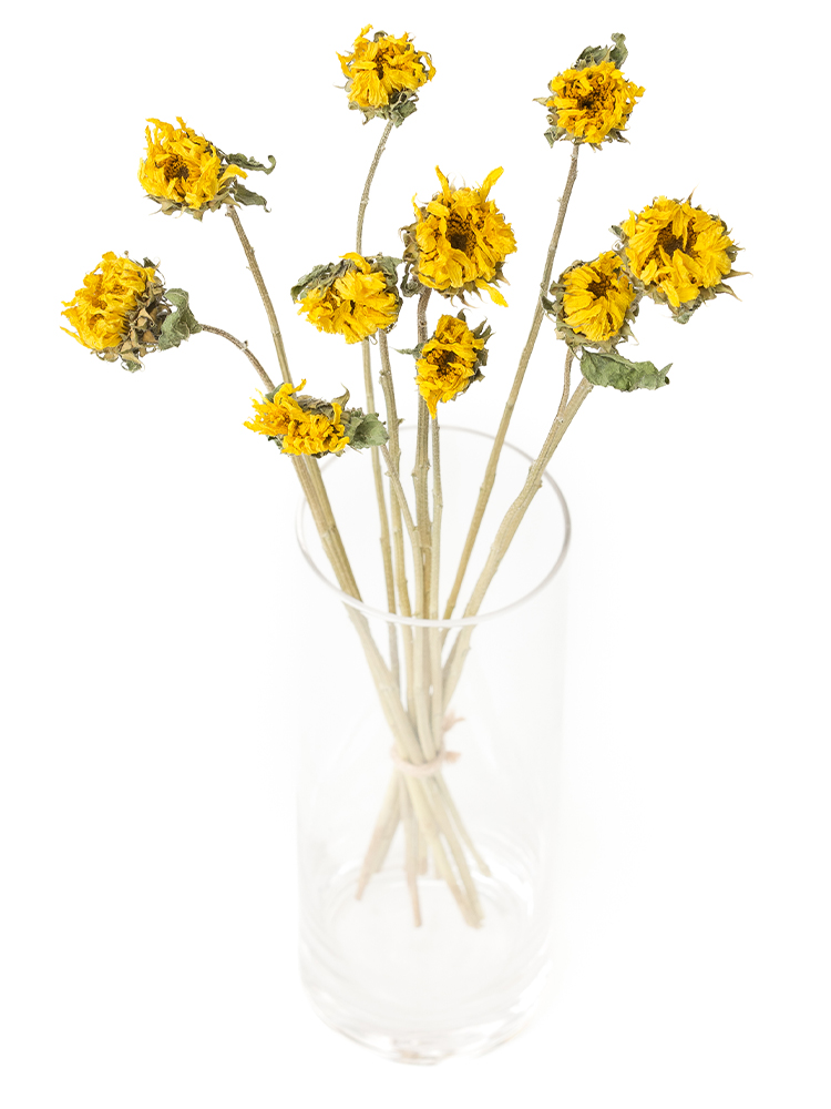 【ドライ】ひまわり　レモンオーラの全体写真のアップ