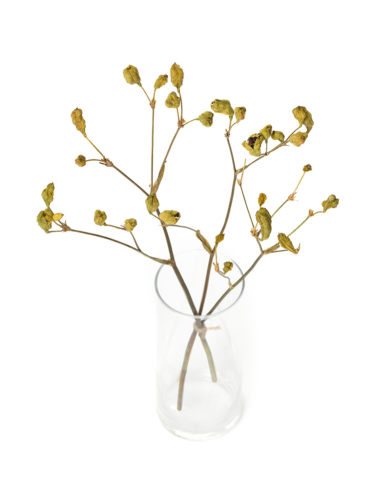 【ドライ】ヒオウギ(緑)　品種おまかせの全体写真のアップ