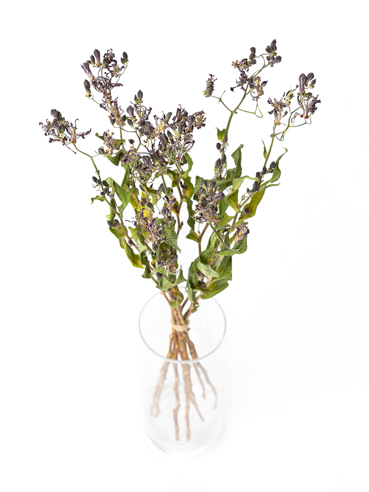 【ドライ】ホトトギス シノノメの全体写真のアップ