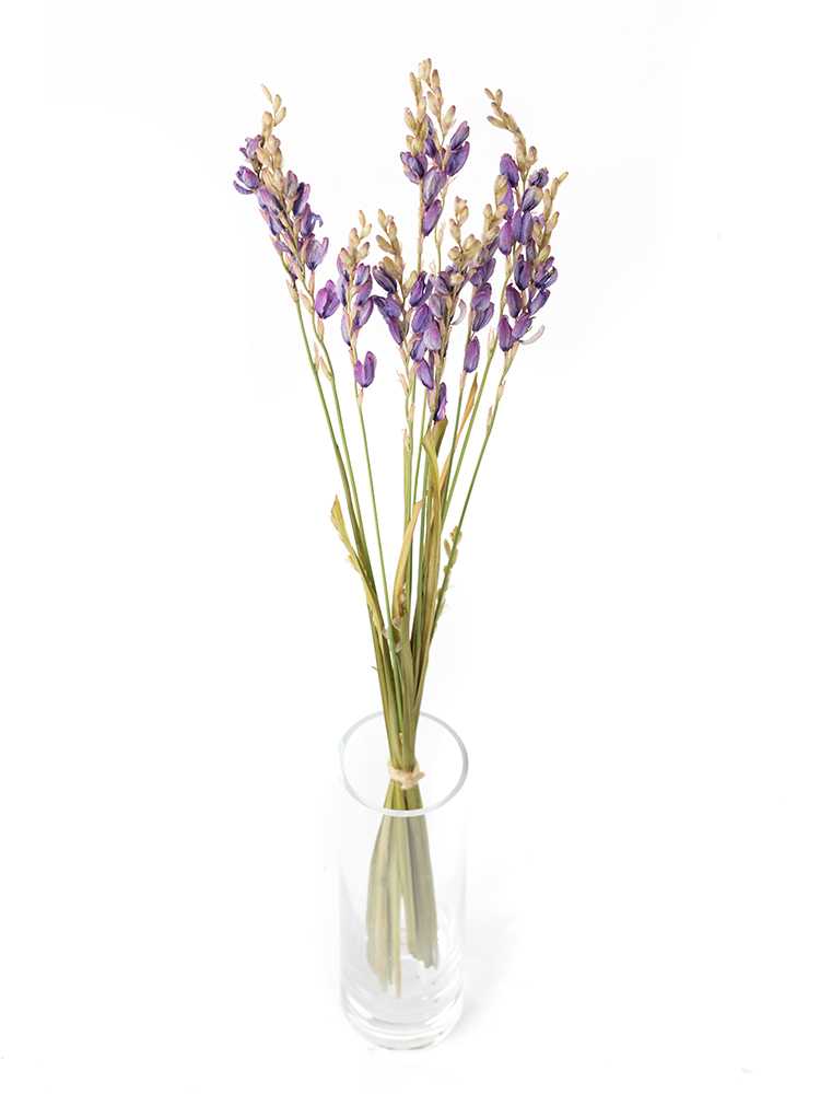 【ドライ】イキシア　イキシャピンクの全体写真のアップ