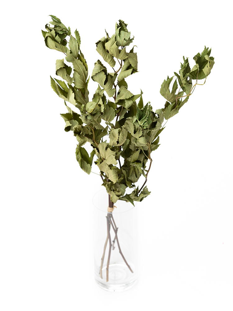 【ドライ】キイチゴ ベビーハンズの全体写真のアップ