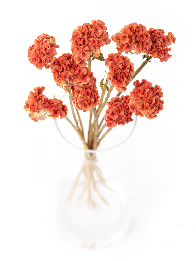 【ドライ】ケイトウ　クルメオレンジの全体写真のアップ