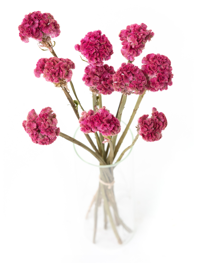 【ドライ】ケイトウ　クルメピンクの全体写真のアップ