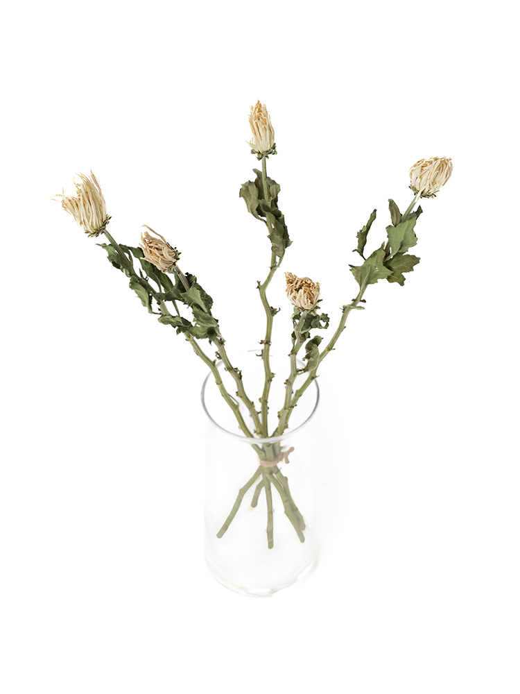 【ドライ】菊(ディスバッドマム) アナスタシアホワイトの全体写真のアップ