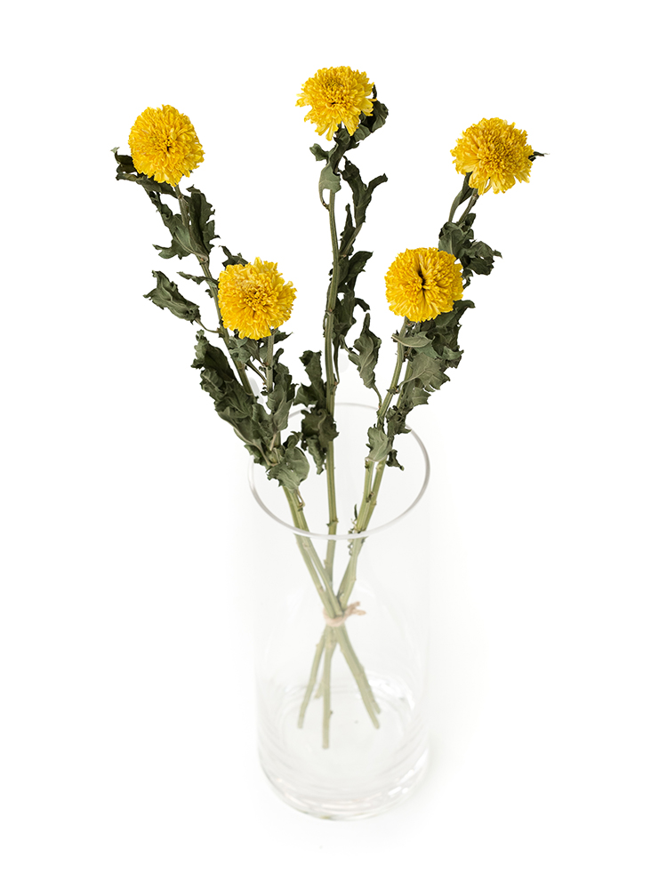 【ドライ】菊(ピンポンマム)(黄)　品種おまかせの全体写真のアップ