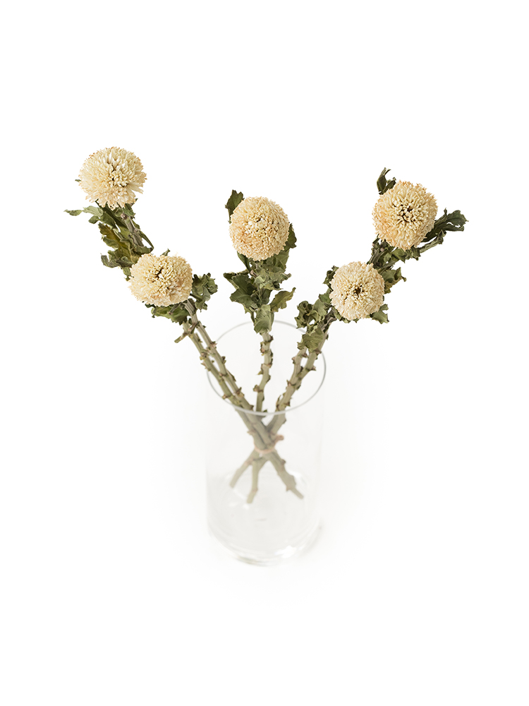 【ドライ】菊(ピンポンマム)白　品種おまかせの全体写真のアップ