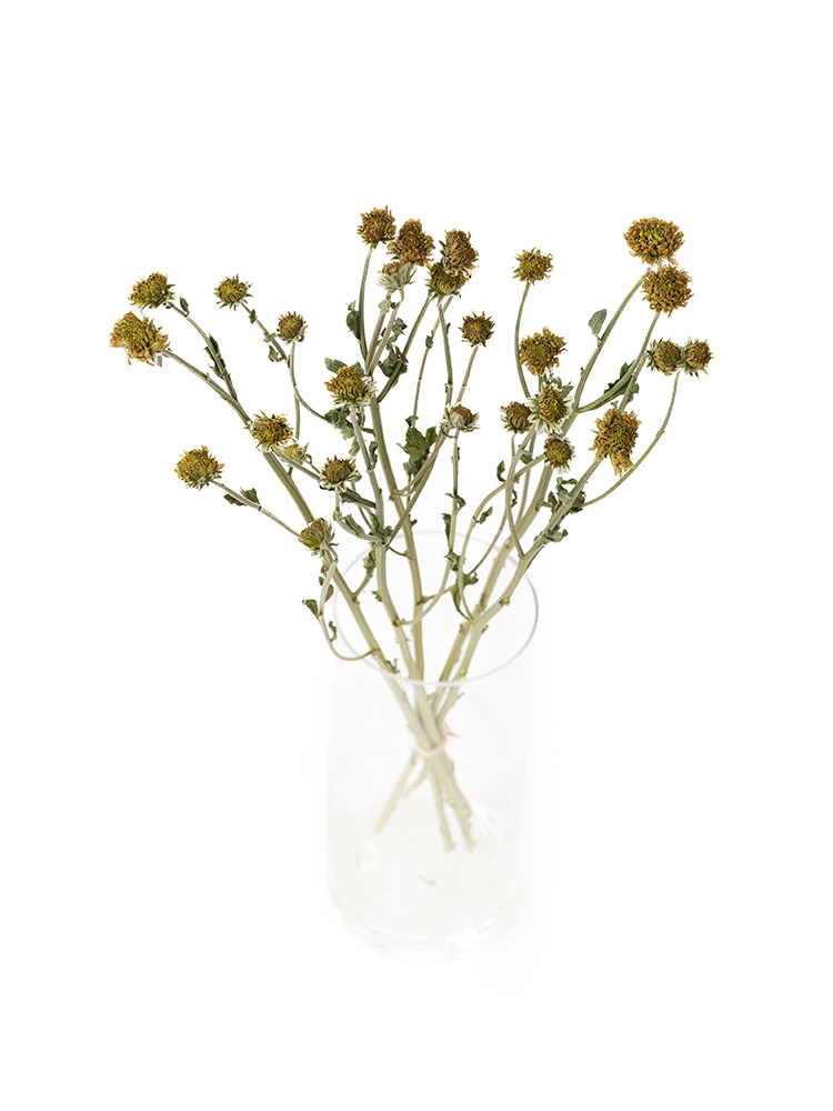 【ドライ】スプレー菊(緑)　品種おまかせの全体写真のアップ