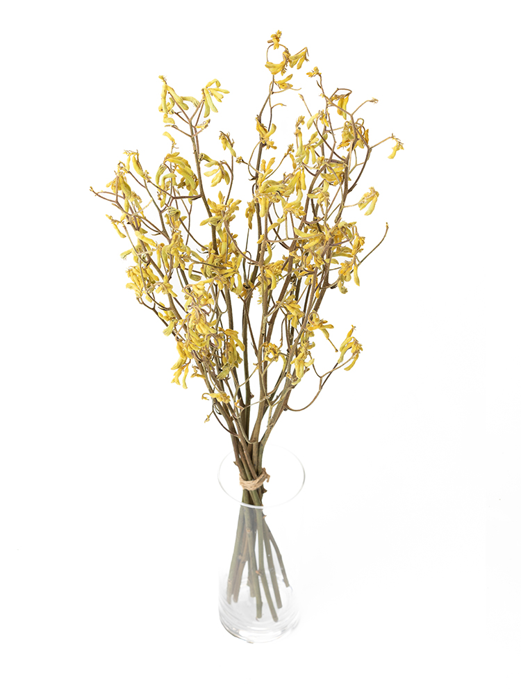 【ドライ】カンガルーポー カンガルーイエローの全体写真のアップ