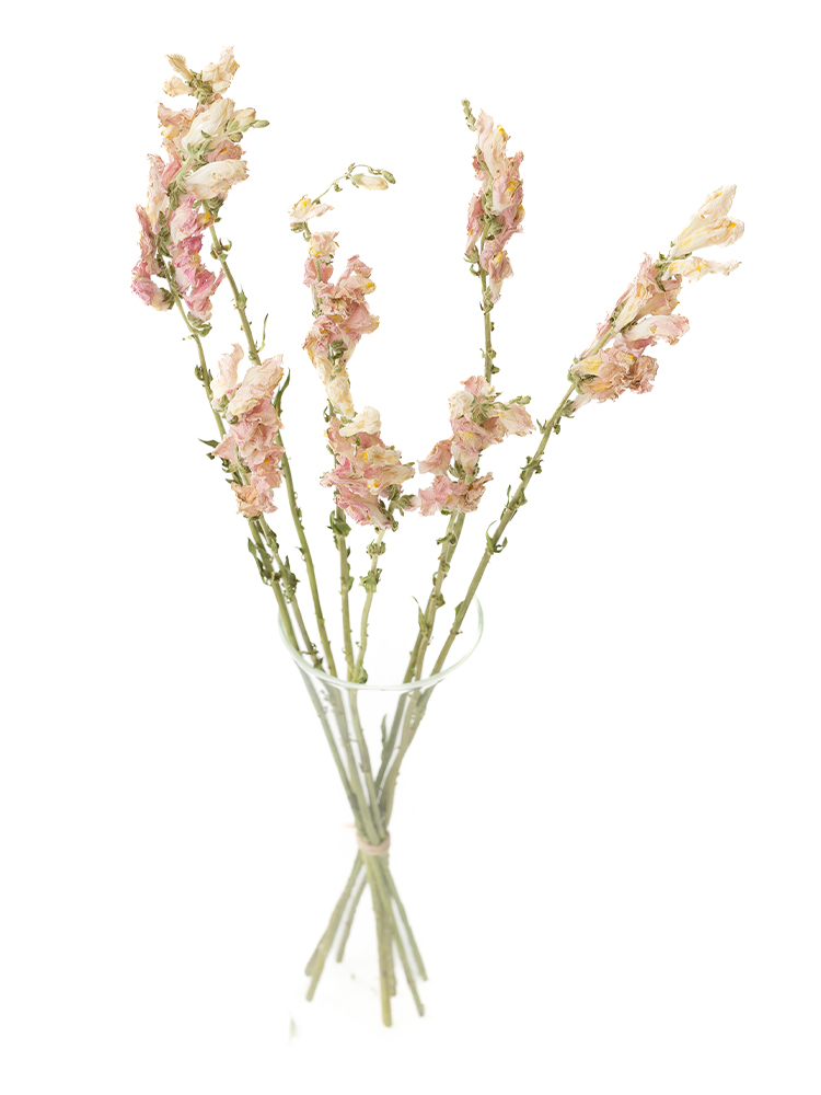 【ドライ】キンギョソウ(スナップ)(薄ピンク)　品種おまかせの全体写真のアップ