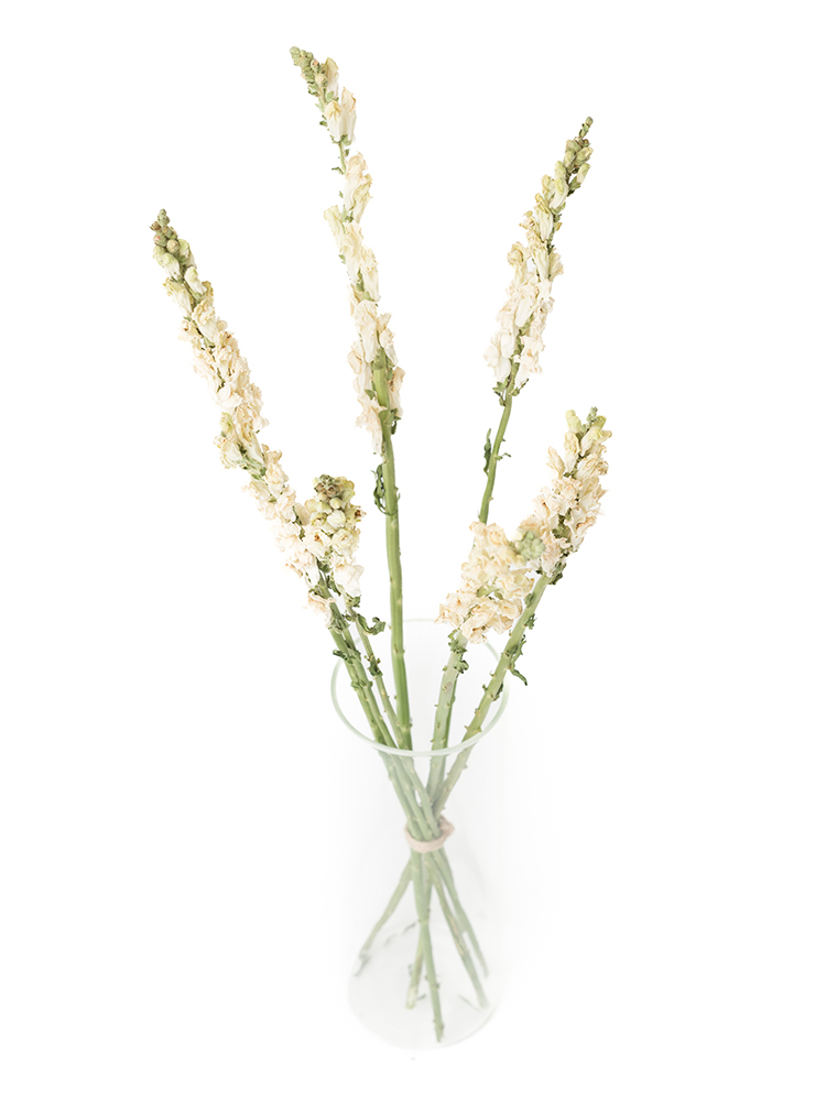 【ドライ】キンギョソウ(スナップ)(白)　品種おまかせの全体写真のアップ