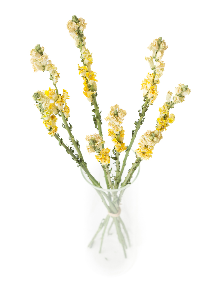 【ドライ】キンギョソウ(スナップ)(黄)　品種おまかせの全体写真のアップ